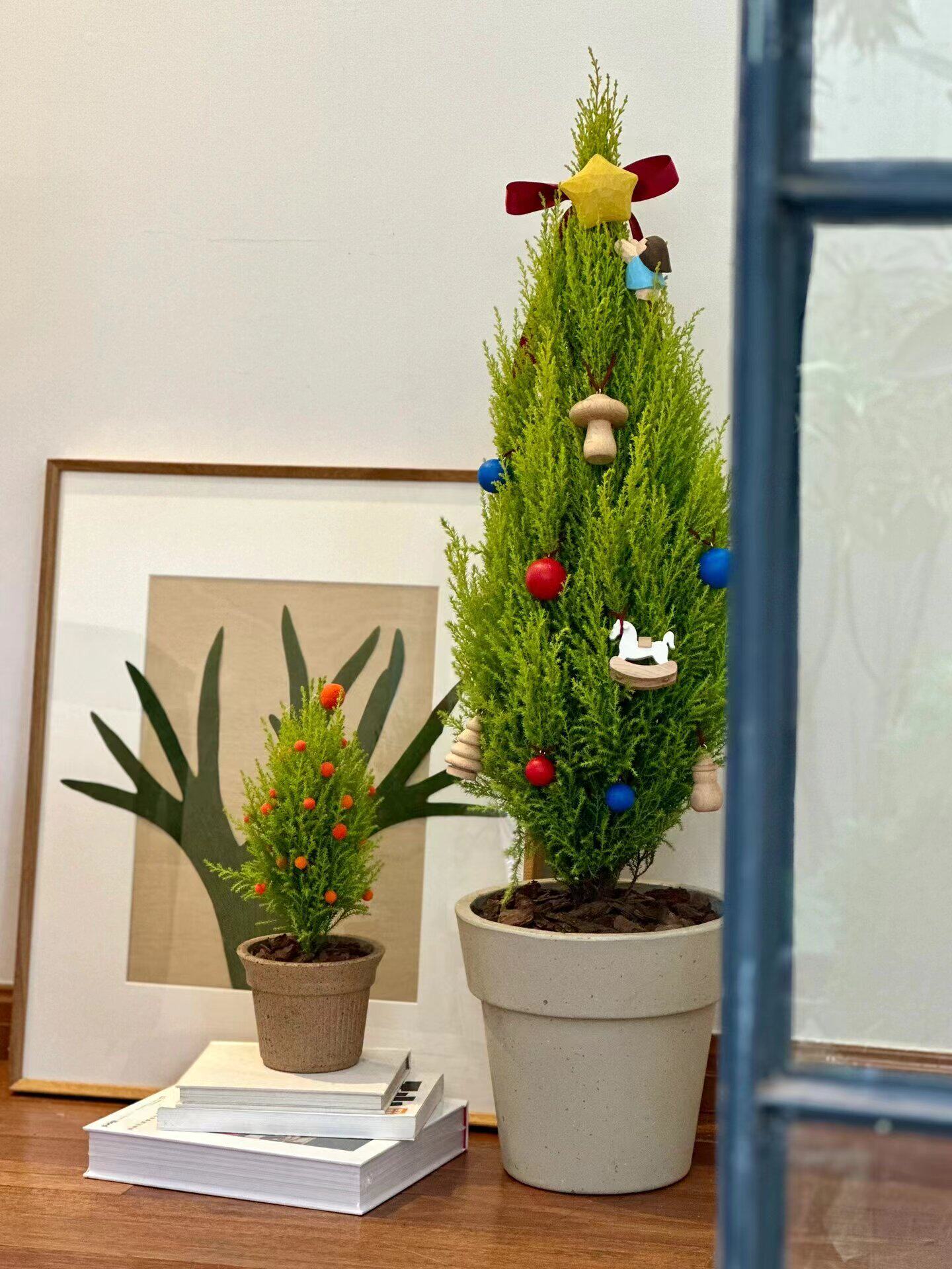 香冠柏香松龙柏圣诞树盆景客厅室内好养绿植庭院耐寒植物四季常青