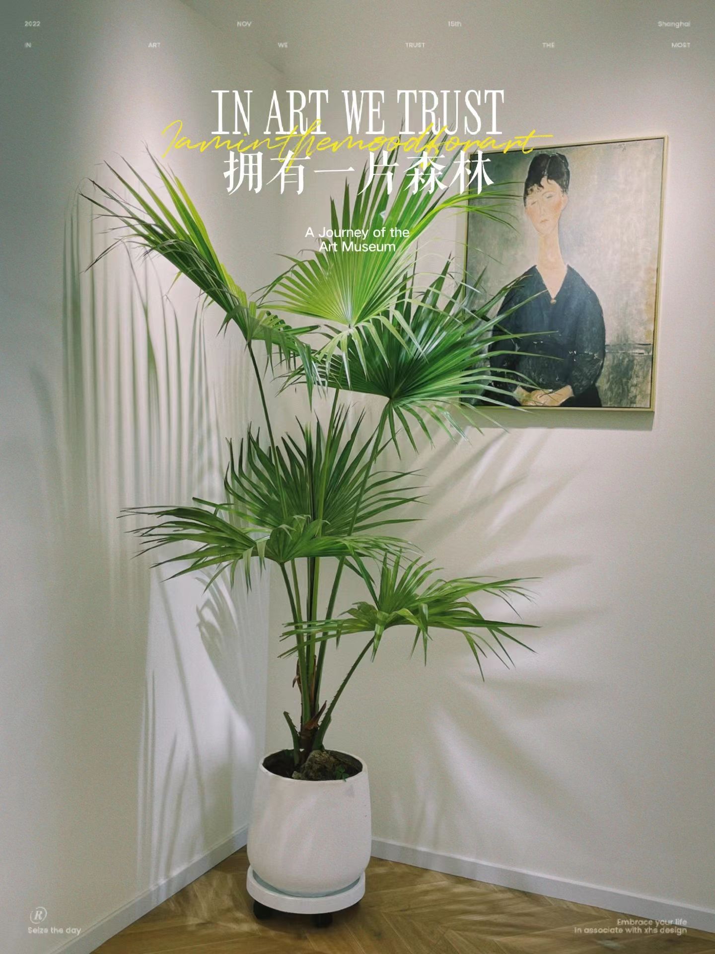 大叶蒲葵盆栽大型绿植室内庭院好养耐寒植物四季常青棕榈树除甲醛