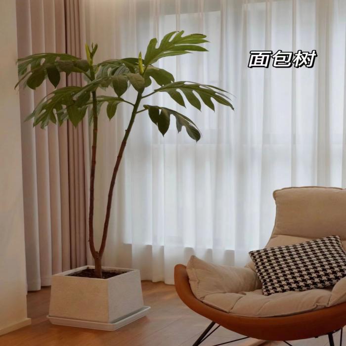 面包树盆栽大型室内客厅绿植四级好养活真花阳台植物办公室花卉