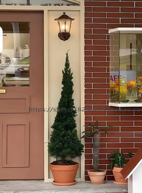 龙柏松盆栽塔松圣诞树室内客厅绿植大型户外好养植物侧柏四季常青