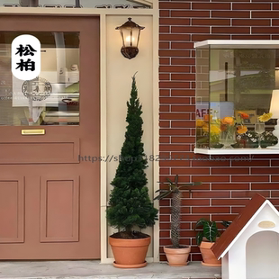 龙柏松盆栽塔松圣诞树室内客厅绿植大型户外好养植物侧柏四季常青