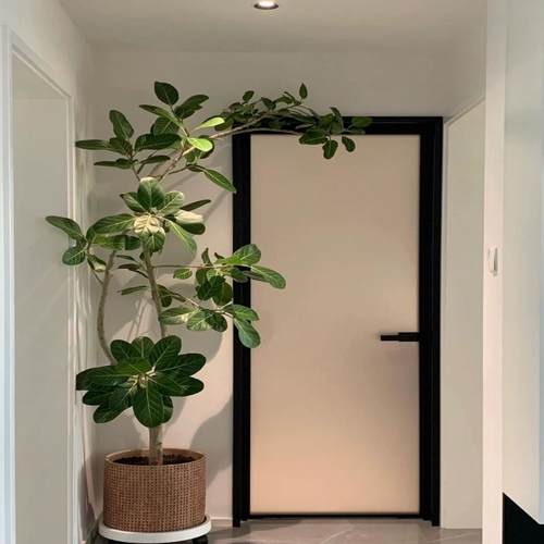 高山榕盆栽造型孟加拉榕绿植大型室内客厅好养植物橡皮树办公室花