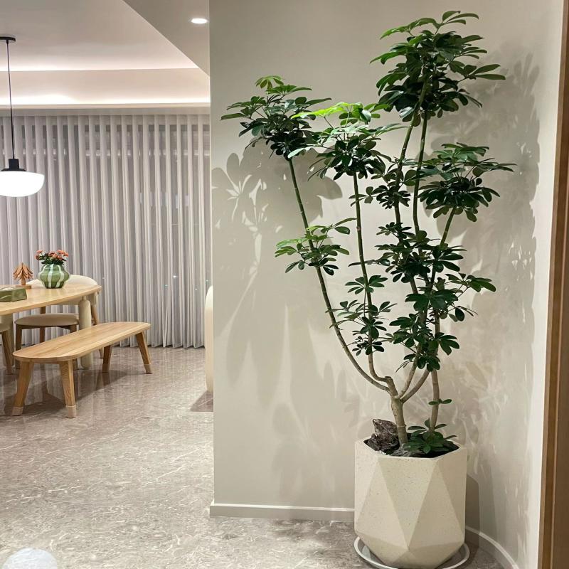 大型绿植造型鸭脚木盆栽养死包赔
