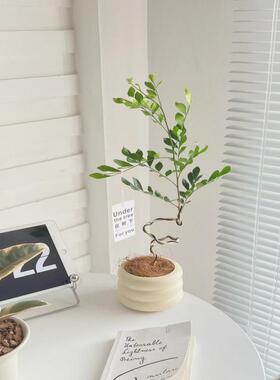 九里香绿植客厅摆件小植物北欧风清香木桌摆盆栽办公室花卉除甲醛