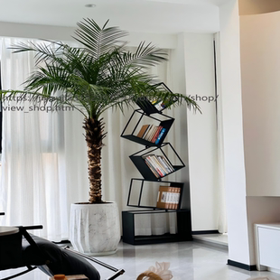 针葵盆栽大型热带植物客厅室内阳台办公室椰子树室外好养网红植物