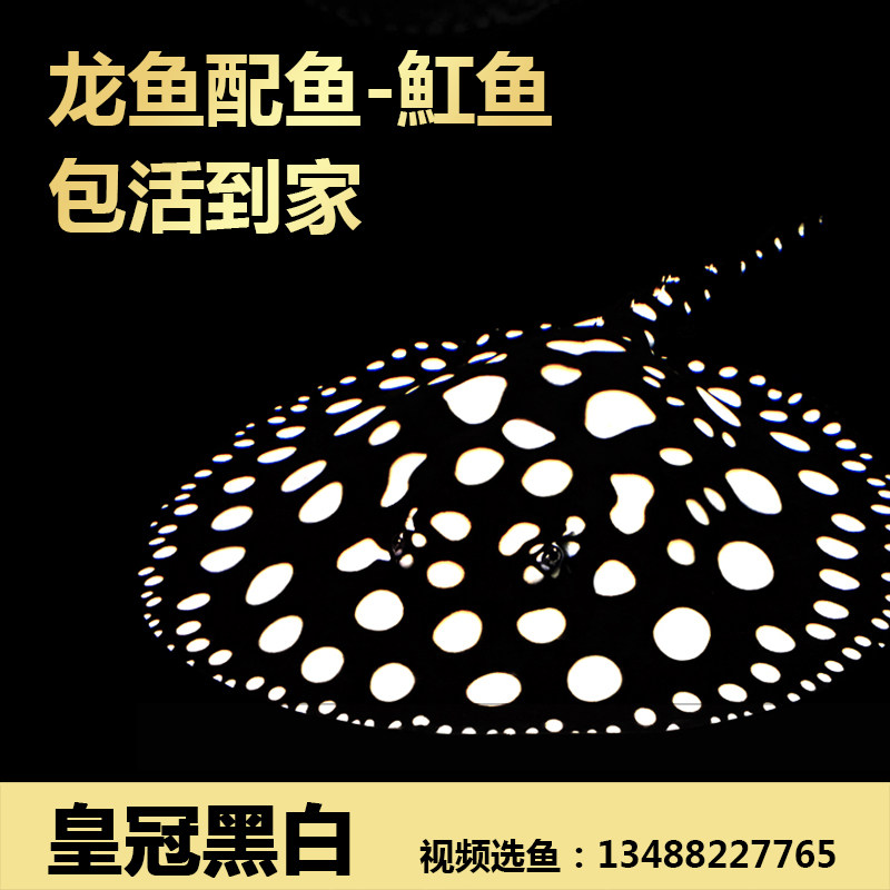 皇冠黑白魟鱼苗活体珍珠魟黑金魟鱼金龙鱼红龙鱼活鱼虎鱼龙配鱼