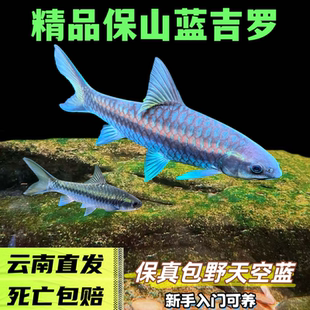 清水河蓝吉罗保山新光唇异口蓝吉罗活体蓝色系原生吉罗鱼野吉罗鱼