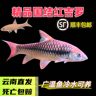 国结红吉罗鱼冷水鱼溪流鱼中国红吉罗新光唇鱼异口蓝吉罗盈江结鱼