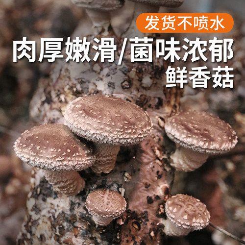 肉厚嫩滑，菌香味浓