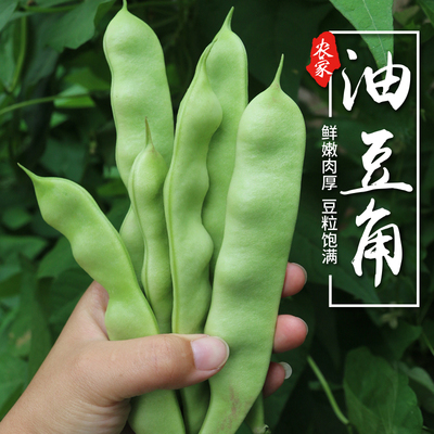 现摘农家油豆角软糯易熟