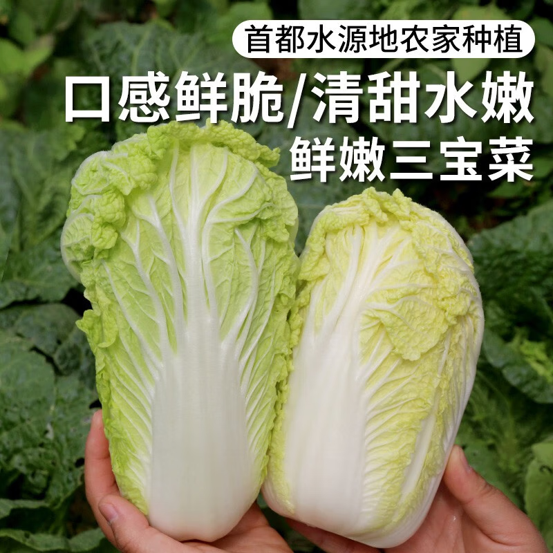 密农人家脆嫩三宝菜农家大娃娃菜