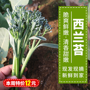 北京水源地种植西兰苔 新鲜脆嫩 迷你小西兰花苔 农家蔬菜300g
