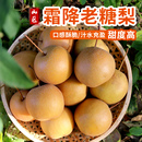 煮冰糖梨 甜度高新鲜下树 时令水果 酥脆多汁 密农人家霜降老糖梨