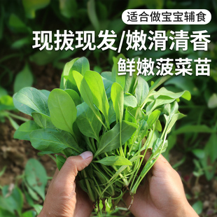 密云 水源地种植鲜嫩菠菜苗 施用农家肥 现摘发货 300g 蔬菜