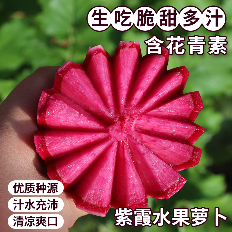 密农人家现拔紫霞水果萝卜甜脆多汁 生吃紫色萝卜 新鲜蔬菜 1.2斤