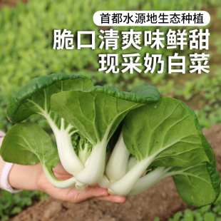 农家肥小白菜 鲜嫩可口 新鲜蔬菜白菜300g 新鲜奶白菜 密农人家