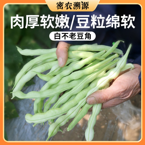 密农人家新鲜白不老豆角农家蔬菜