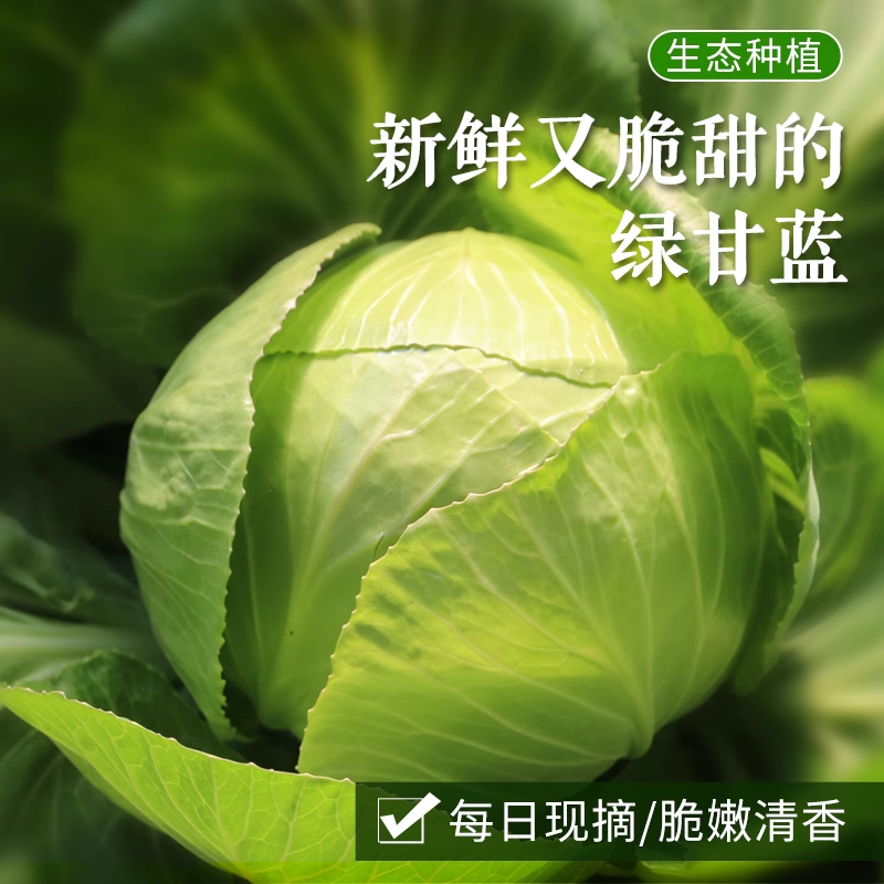 密农人家新鲜现砍圆白菜绿甘蓝