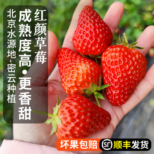 红颜草莓本地鲜草莓大果甜度高
