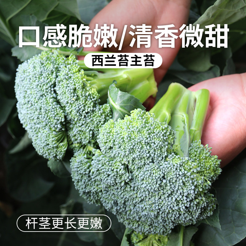 密农人家 密云新鲜西兰苔主苔350g 手指西蓝花 清甜脆嫩 兰花苔