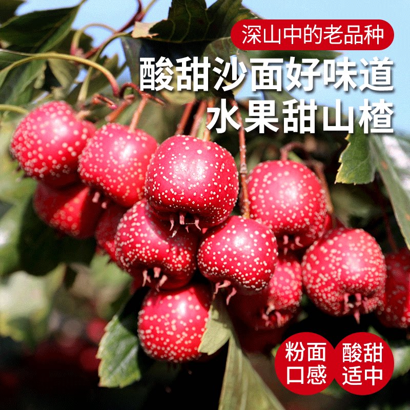 老品种甜山楂 新鲜水果山楂 酸甜可口山里红糖葫芦水果 金星500g