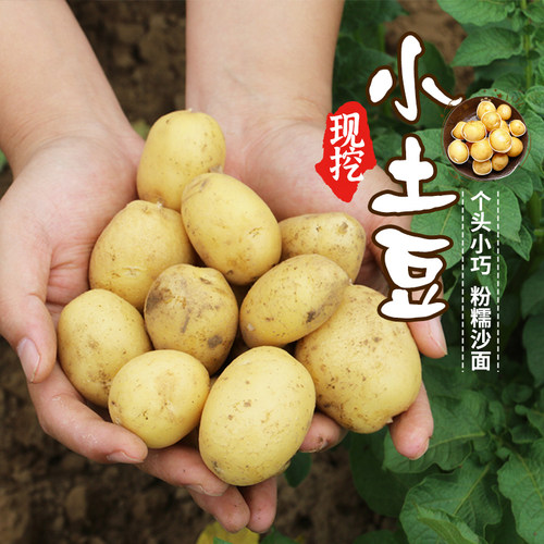 密云黄心小土豆新鲜蔬菜