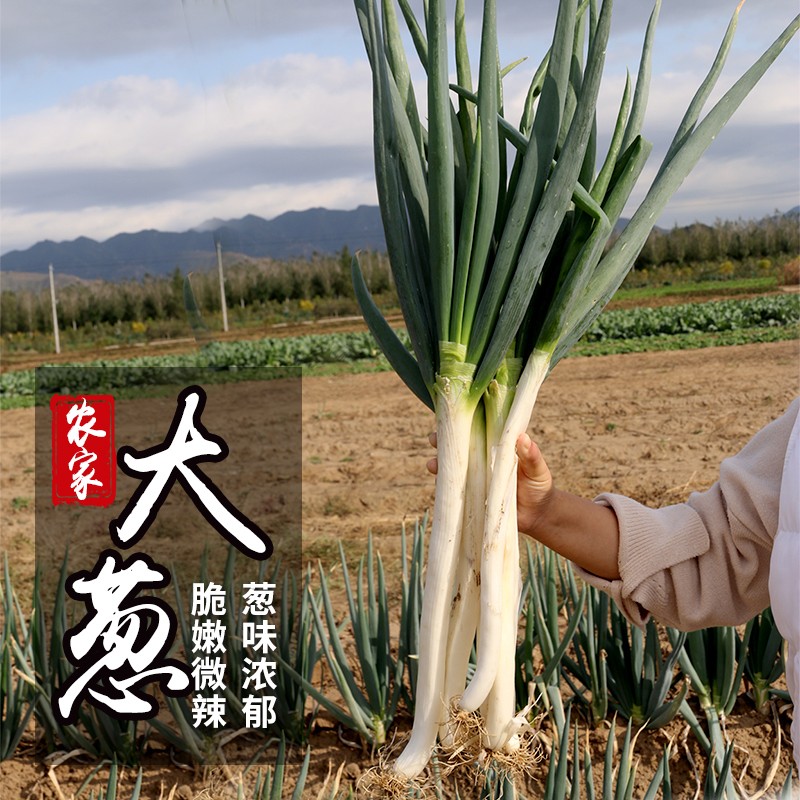 农家新鲜大葱葱头去叶铁杆大葱