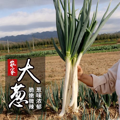 农家新鲜大葱葱头去叶铁杆大葱