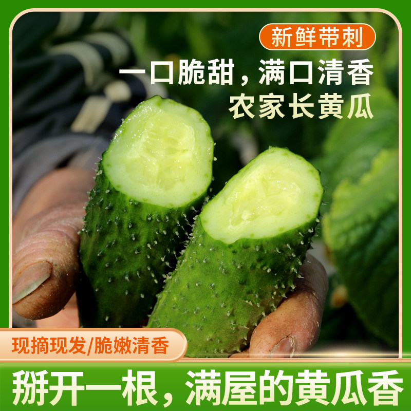 密农人家 新鲜黄瓜带刺长黄瓜 清脆爽口密云本地生吃黄瓜500g,水产肉类/新鲜蔬果/熟食,黄瓜,淘宝优惠券,粉丝福利购,淘宝优惠卷