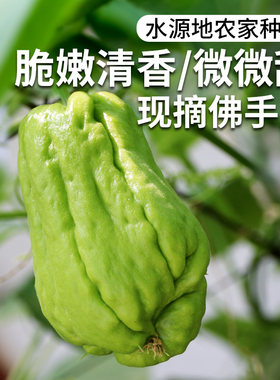 密农人家新鲜佛手瓜清脆可口