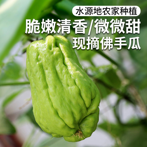 密农人家新鲜佛手瓜清脆可口