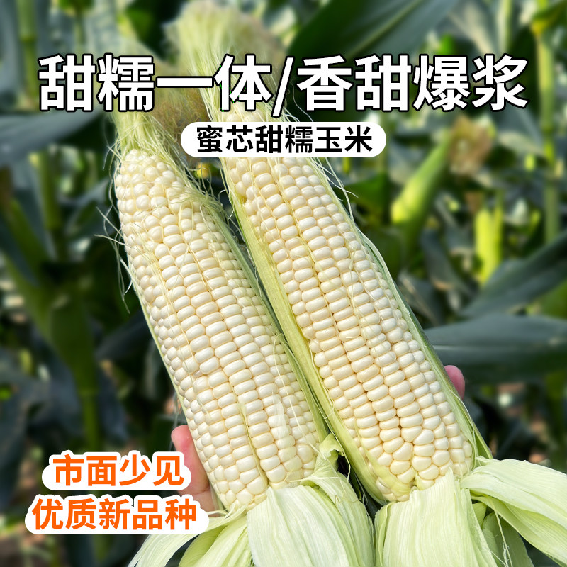 密农人家 密云新品蜜芯甜糯玉米 更软糯新鲜现掰香甜爆浆应季蔬菜