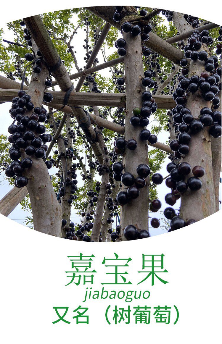 嘉宝果树常绿沙巴嘉宝果易挂果