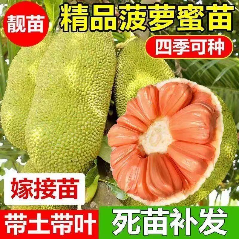 正宗嫁接菠萝蜜果树苗四季结果黄肉红肉红心