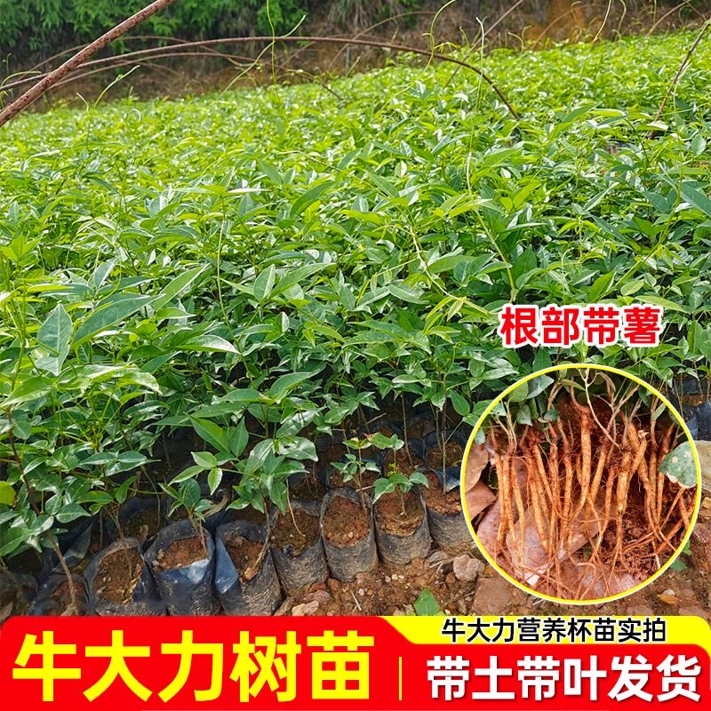 正宗牛大力种苗树苗大小中叶细叶药材种植改良薯快带土球带叶种苗
