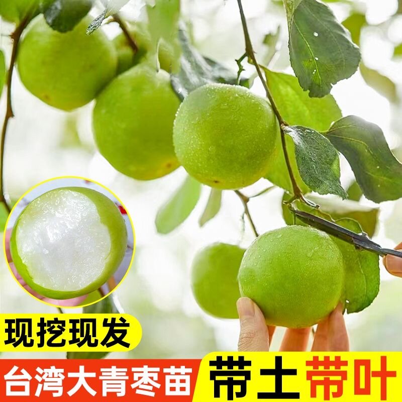 大青枣树苗台湾大青枣树苗牛奶枣蜜丝枣嫁接苗甜脆枣子苗当年结果