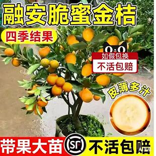 融安脆蜜金桔树苗广西金桔脆蜜金柑第三代第四代滑皮金桔树苗