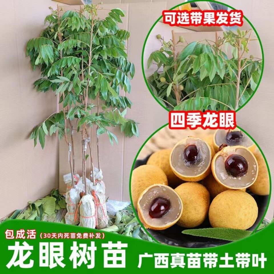 龙眼树苗桂圆苗嫁接苗石硖龙眼