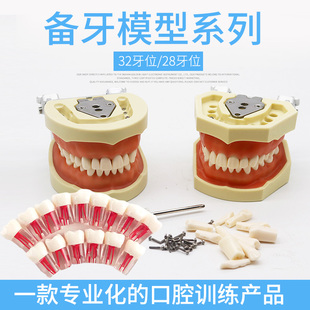 口腔备牙模型软牙龈牙齿模型练习牙粒离体牙牙科考试教学模型牙模