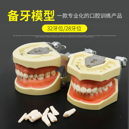 牙科模型仿真金光包邮