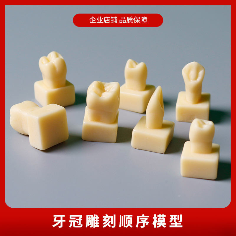 牙冠雕刻模型牙齿模型