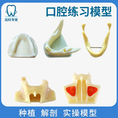 牙科牙模型上窦提升演示模型