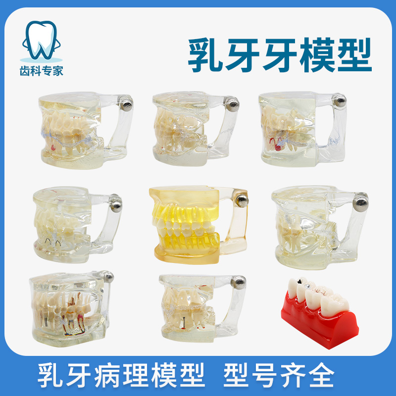 牙齿儿童乳牙模型金光乳恒交替