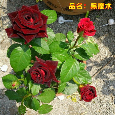 Í¥Ôº´ó»¨Ô¼¾ºÚħÊõ ŨÏãõ¹å»¨ÃçÇл¨ÏãˮԼ¾ÅèÔÔ´ø»¨°ú»¨ÆÚ³¤
