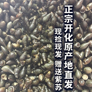 开化特产野生清水螺蛳青蛳鲜活发出味鲜石螺青螺溪水山坑螺鲜活螺