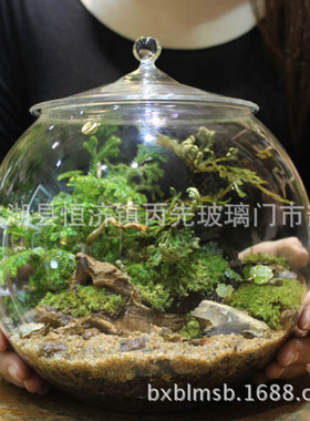 微景观帯盖玻璃瓶 家居摆件玻璃瓶 透明玻璃鱼缸摆饰手工