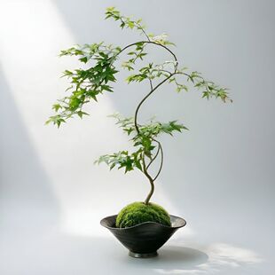 流泉枫蕨类苔藓球铜钱草水仙花水培花盆可水培水养台桌室内外花盆