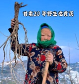 甘肃深山纯野生黄芪片特级野生黄芪250克g 天然北芪茶黄氏泡水 包邮