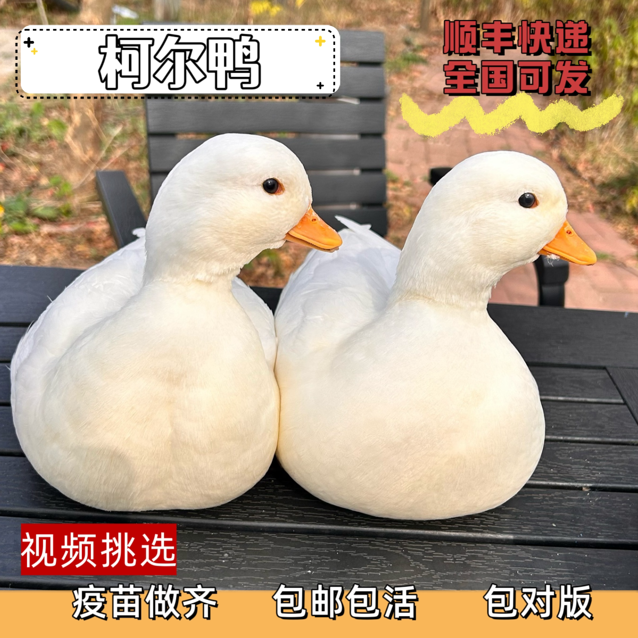 S级柯尔鸭活苗宠物网红小鸭子正宗柯达鸭活苗科尔鸭小黄鸭活体