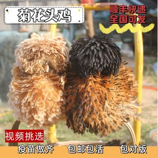 菊花头鸡苗翻毛帽子鸡种蛋可孵化观赏鸡受精蛋宠物鸡网红鸡活体
